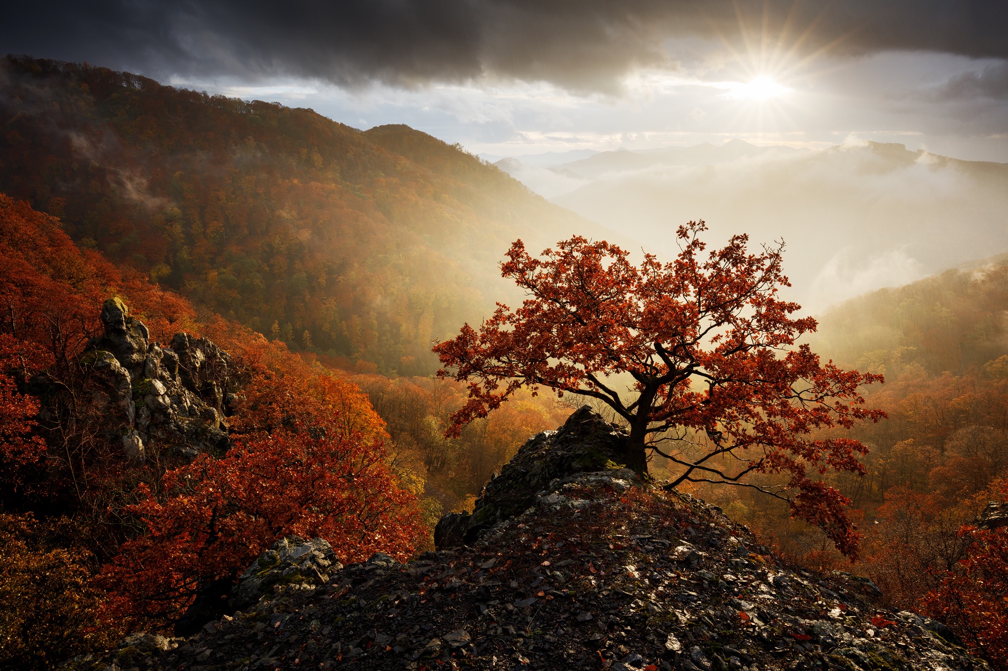 MartinRak-Komorebi